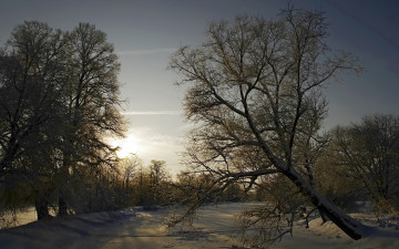 Картинка природа зима дерево