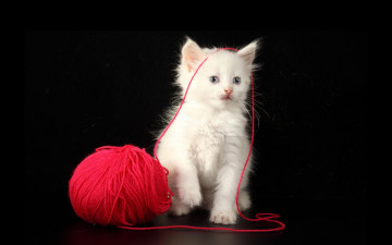 Картинка животные коты нитки клубок котёнок