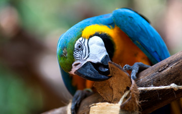 Картинка животные попугаи ара