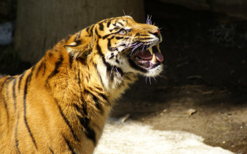 Картинка животные тигры язык хищник