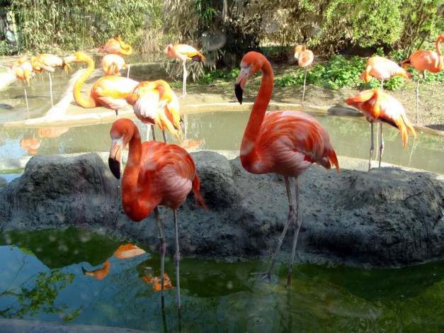 Обои картинки фото животные, фламинго, вода