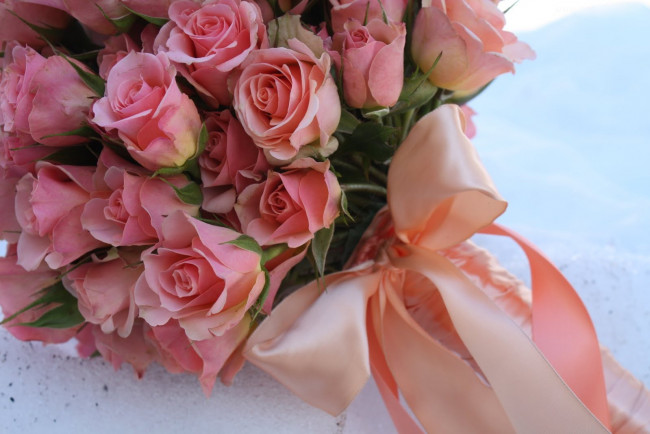 Обои картинки фото цветы, розы, лента, бант, розовый