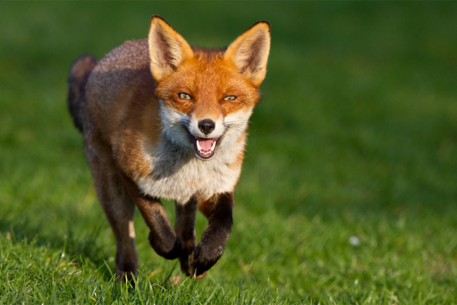 Обои картинки фото животные, лисы, бежит, трава, фон, рыжая, лисица, зеленый