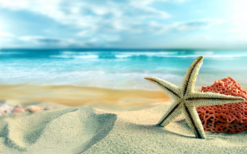 Картинка природа побережье коралл морская звезда песок берег море