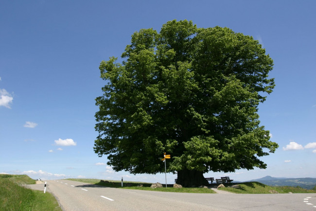 Обои картинки фото липа, природа, деревья, дерево, дорога