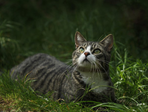 Картинка животные коты зеленоглазая взгляд трава кошка