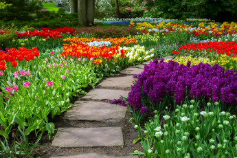 Картинка цветы разные+вместе тюльпаны гиацинты клумбы