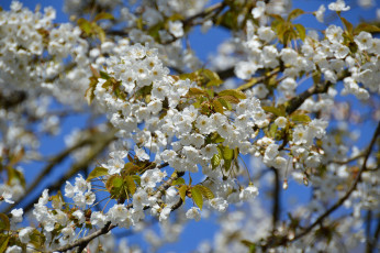 Картинка цветы сакура +вишня вишня дерево ветки весна
