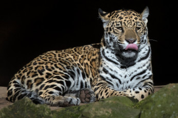 обоя jaguar, животные, Ягуары, хищник