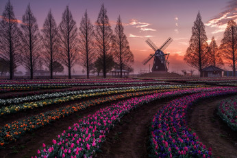 Картинка разное мельницы весна цветы тюльпаны