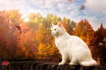 Картинка животные коты кошка осень белый кот листья