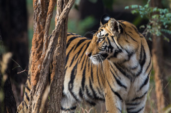 Картинка животные тигры хищник