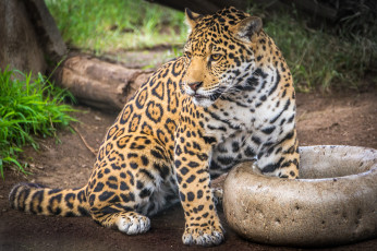Картинка животные Ягуары хищник
