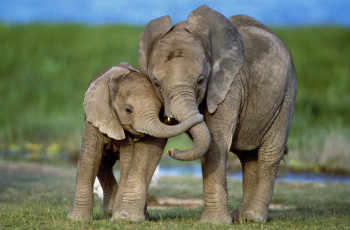 Картинка слоны животные слонёнок