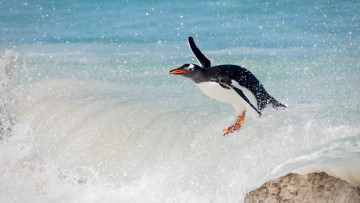 Картинка животные пингвины птица океан пингвин папуанский сёрфинг волна