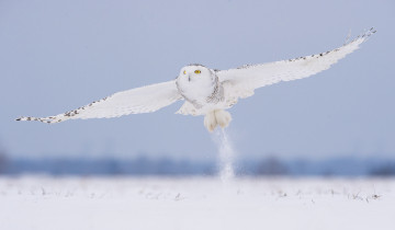 Картинка животные совы полярная снег зима белая птица сова полет