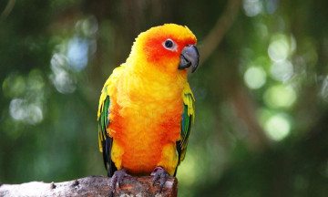 Картинка животные попугаи неразлучник попугай желтый