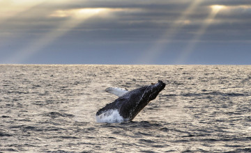 Картинка животные киты +кашалоты тучи лучи море прыжок горбатый кит