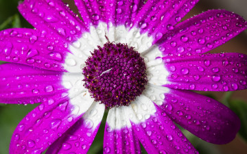 Картинка цветы цинерария капли цветок макро