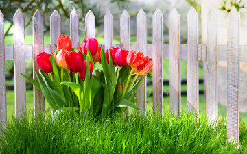Картинка цветы тюльпаны красный трава забор