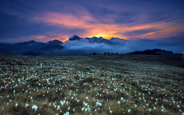 Картинка природа луга весна крокусы горы закат