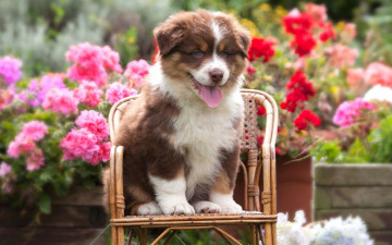 Картинка животные собаки сидит овчарка клумба аусси собака стульчик цветы сад австралийская щенок язык мордашка лето герань рыжий милый хорошенький маленький