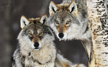 Картинка животные волки +койоты +шакалы береза дерево серые
