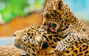 Картинка животные Ягуары пятна ласка детеныш мать котенок
