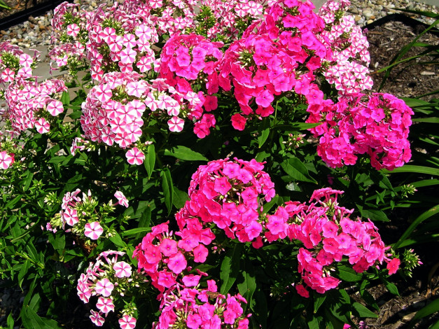 Обои картинки фото цветы, флоксы, розовый