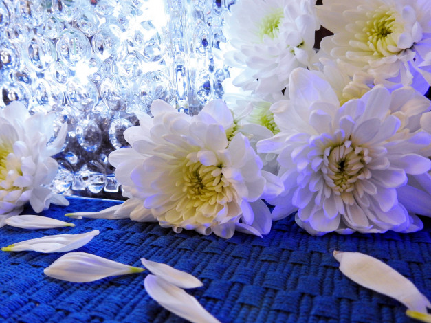 Обои картинки фото цветы, хризантемы, белый, лепестки