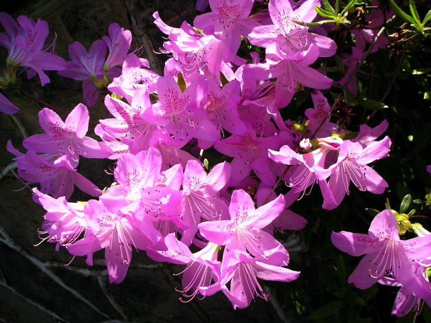 Обои картинки фото цветы, рододендроны , азалии, розовый