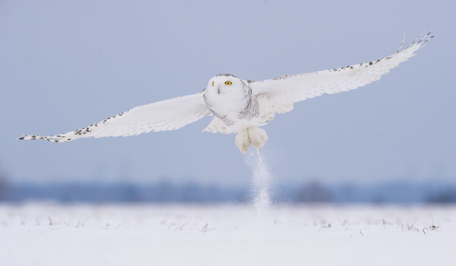 Обои картинки фото животные, совы, полярная, снег, зима, белая, птица, сова, полет