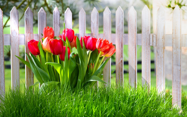 Обои картинки фото цветы, тюльпаны, красный, трава, забор