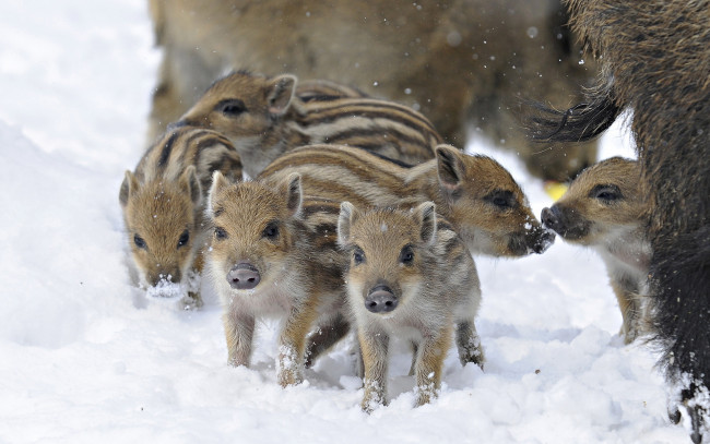 Обои картинки фото животные, свиньи,  кабаны, снег, кабан, полосатые, поросята, зима