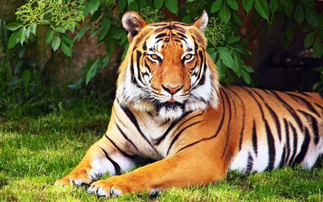 Обои картинки фото животные, тигры, деревья, трава, тигр, рыжий