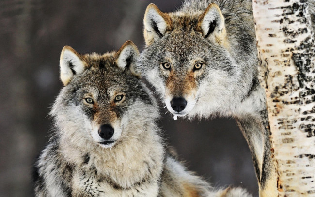 Обои картинки фото животные, волки,  койоты,  шакалы, береза, дерево, серые