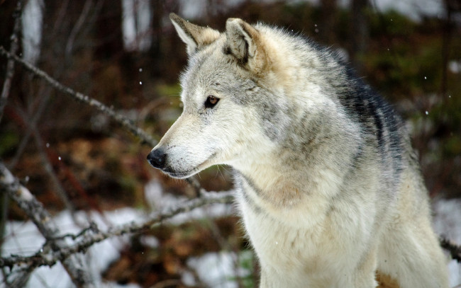 Обои картинки фото животные, волки,  койоты,  шакалы, волк, лес, серый, снег