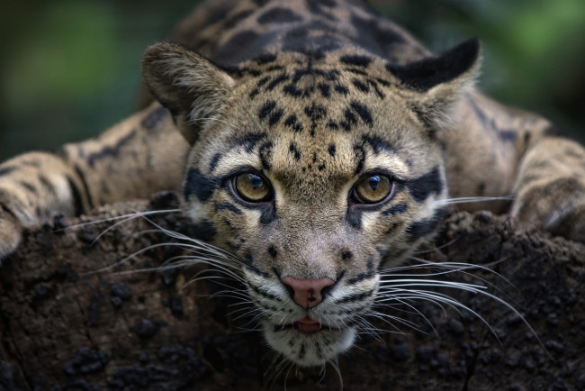 Обои картинки фото clouded leopard, животные, дымчатые леопарды, хищник