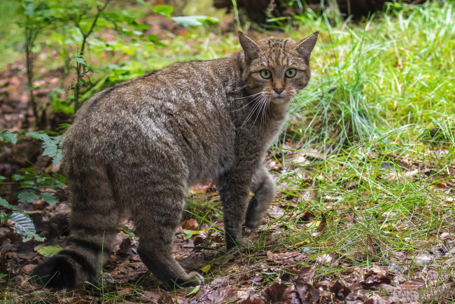 Обои картинки фото eвропейский лесной кот, животные, дикие кошки, хищник