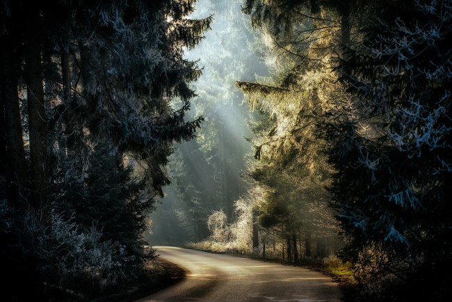 Обои картинки фото природа, дороги, дорога, иней, свет, лес