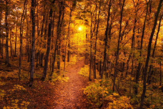 Обои картинки фото природа, лес, осень, тропинка, деревья, пейзаж
