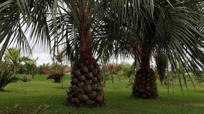 Обои картинки фото природа, парк, пальмы