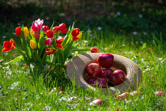 Обои картинки фото еда, Яблоки, шляпа, лето, яблоки, тюльпаны, трава