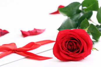 Картинка цветы розы роза красный лента конверт