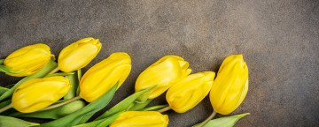 Картинка цветы тюльпаны желтый фон