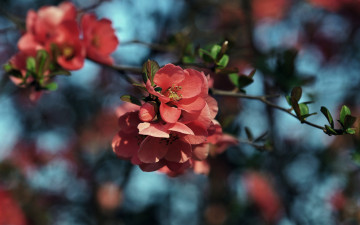 Картинка цветы айва листья ветка весна красные цветение боке