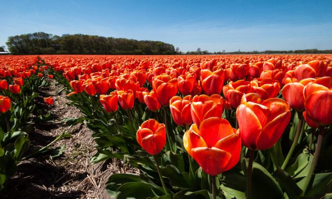 Обои картинки фото цветы, тюльпаны, небо, красные, бутоны, плантация, тюльпановое, поле, межа