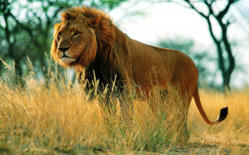Картинка животные львы лев трава
