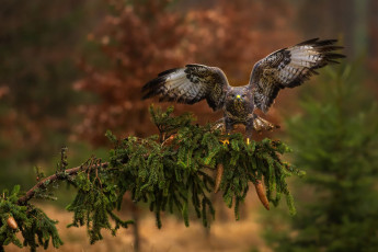Картинка животные птицы+-+хищники ветки дерево птица хвоя беркут хищная размах крыльев