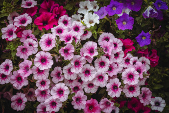 Картинка цветы петунии +калибрахоа клумба разноцветные